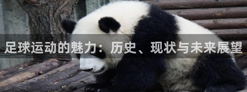 火爆体育赛事：足球运动的魅力：历史、现状与未来展望