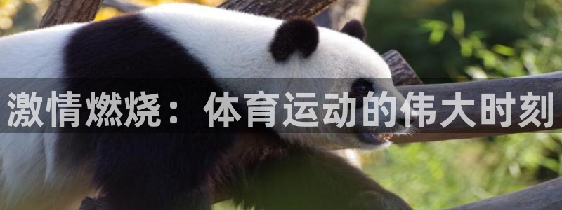 火爆体育：激情燃烧：体育运动的伟大时刻